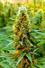 Image result for Weed WallpaperG