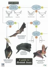 Image result for Bat Species Chart