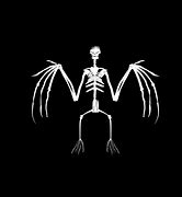 Image result for Bat Skeleton 3D