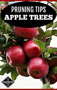 Image result for Well Pruned Apple Tree