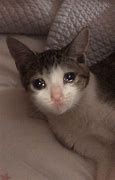 Image result for Cursed Cat Memes Clean