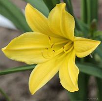 Image result for Hemerocallis Limoncello