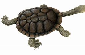 Image result for Chelodina Chelidae