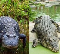 Image result for What's the Difference Between an Alligator and a Crocodile