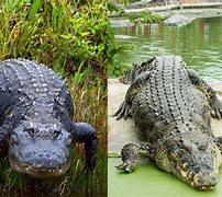 Image result for Saltwater Crocodile vs Alligator