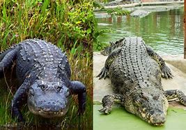 Image result for American Crocodiles and Alligators
