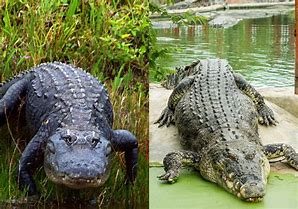Image result for Alligator Nose vs Crocodile Nose