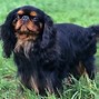 Image result for World's Smallest Dog Breed