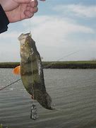 Image result for Fishing Hooks Fish