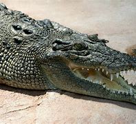 Image result for Wild Animals Crocodile