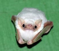 Image result for White Scary Bat