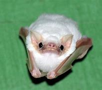 Image result for White Scary Bat