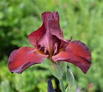 Image result for Iris Southern Comfort (Germanica-Group)