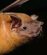 Image result for Bulldog Bat Rainforest