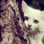 Image result for Cat HD Wallpapers for PC
