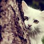 Image result for Cute Cat Wallpaper 1080P