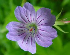 Image result for Geranium nodosum Svelte Lilac