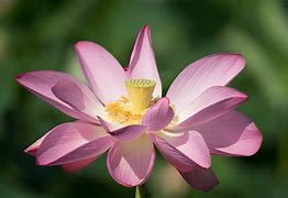 Image result for Lotus Flower Bloom
