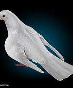 Image result for Dove Flying Folded Wings