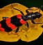 Image result for Awesome Insects