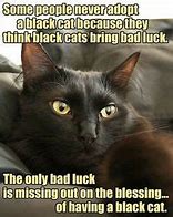 Image result for Black Cat Meme Image