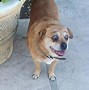 Image result for Dogs Wearing Makeup