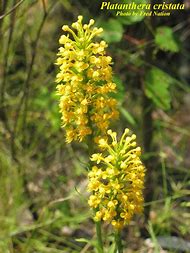 Image result for Platanthera Cristata
