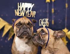 Image result for New Year's Pet Memes