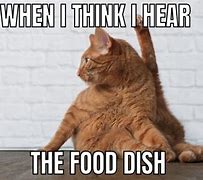 Image result for Funny Cat Food Memes