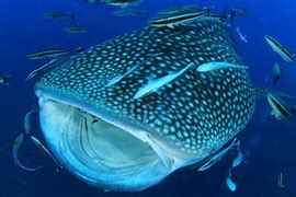 Image result for Largest World Biggest Fish