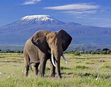 Image result for Safari in Kenya to Visit