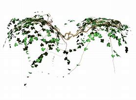 Image result for Transparent Vines Plant