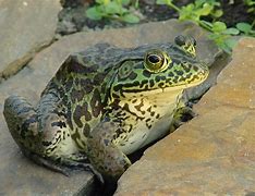 Image result for Alascin Bull Frog