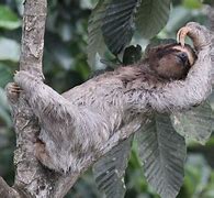 Image result for Sleeping Sloth