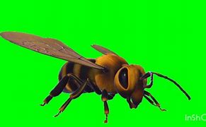 Image result for Bee Green screen