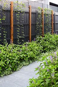 Image result for Climbing Plant Privacy Fence