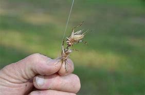 Image result for Live Crickets for Sale Near Me