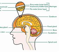 Image result for What's Inside Your Brain Meme Template