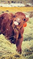 Image result for Blow Dried Baby Cows