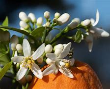 Image result for Orange Blossom Flower