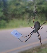 Image result for Australian Clock Spider