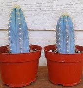 Image result for Cactus Blue Emmaus PA