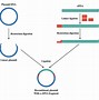 Image result for DNA vs cDNA