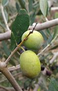 Image result for High Gardan Spice Olive