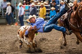 Image result for Steer Wrestling Clip Art