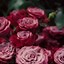 Image result for Rose Background iPhone