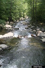 Image result for Freshwater Stream Underwater Wallpaper