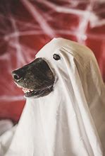 Image result for Halloween Doggo