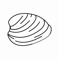 Image result for Ocean Quahog Shell Drawing