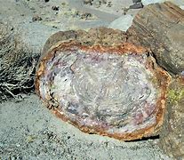 Image result for Petrified Person